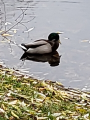Anas platyrhynchos