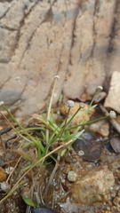 Eriocaulon truncatum