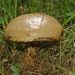 Sticky Bolete - Photo (c) Ettore Balocchi, some rights reserved (CC BY)