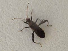 Heegeria tangirica