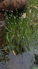 Eriocaulon tonkinense
