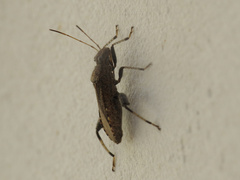 Heegeria tangirica