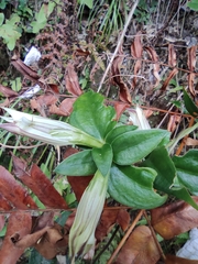 Tripterospermum chinense