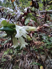 Tripterospermum chinense