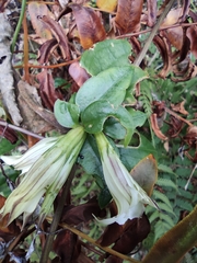 Tripterospermum chinense