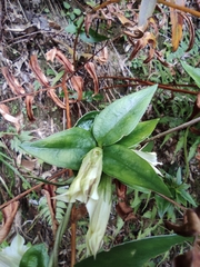 Tripterospermum chinense