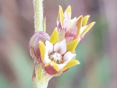 Aspidoglossum lamellatum