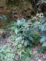 Blumea balsamifera