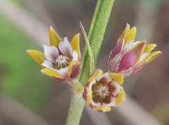 Aspidoglossum lamellatum