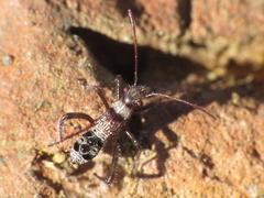 Heegeria tangirica