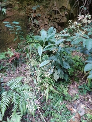 Blumea balsamifera