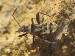 Heegeria tangirica