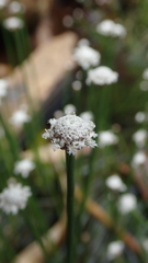Eriocaulon tonkinense