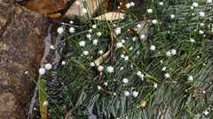 Eriocaulon tonkinense