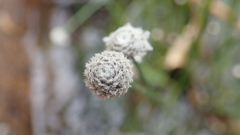 Eriocaulon tonkinense