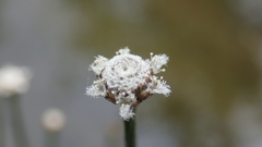 Eriocaulon tonkinense