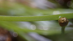 Eriocaulon tonkinense
