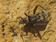 Heegeria tangirica
