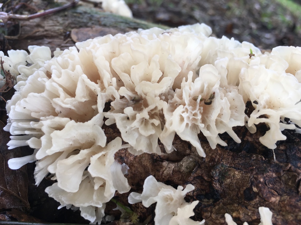 Irpex rosettiformis · November 2020 · photo: © luchomartinez (iNaturalist, cc-by-nc-sa)