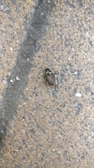 Coleoptera