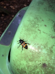 Nicrophorus interruptus