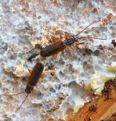 Dendrophagus crenatus