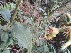 Blumea balsamifera