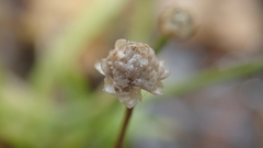 Eriocaulon truncatum