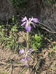 Moraea simulans