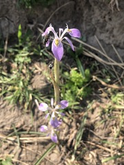 Moraea simulans