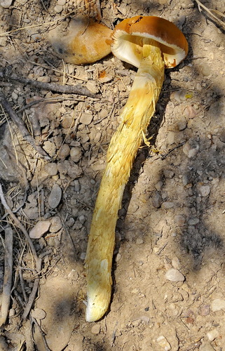 Sandy Stilt-puffball