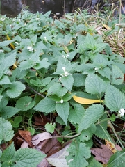 Lamium album
