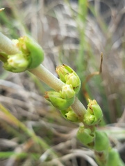 Crassula capitella nodulosa