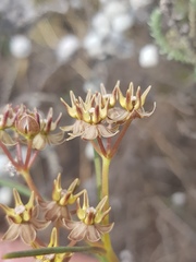 Asclepias brevipes