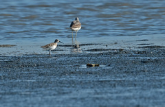 Calidris ferruginea