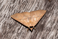 Ophyx eurrhoa