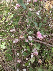 Symphoricarpos albus