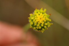 Lasiosiphon sericocephalus