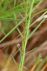 Lasiosiphon sericocephalus