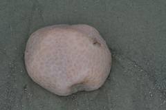 Aplidium stellatum