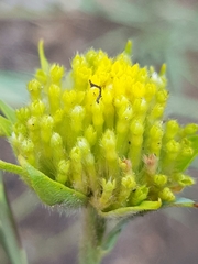 Lasiosiphon sericocephalus