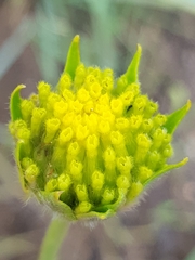 Lasiosiphon sericocephalus