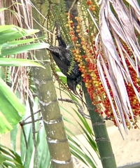 Eudynamys scolopaceus