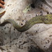 Indian Mottled Eel - Photo (c) sumanjumani, some rights reserved (CC BY-NC)