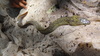 Indian Mottled Eel - Photo (c) sumanjumani, some rights reserved (CC BY-NC)