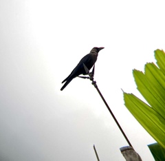 Corvus splendens