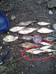 Rhynchocypris percnurus