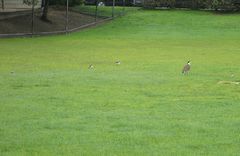 Vanellus miles novaehollandiae