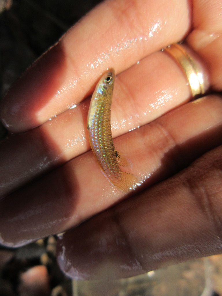 Killi nain indien (Green Panchax) (Aplocheilus blockii)