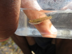 Aplocheilus lineatus